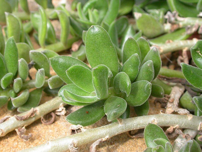 File:Senecio implexus.jpg