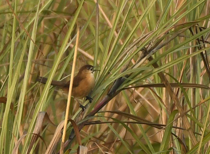 File:Slender-billed Babbler AMSM1310.jpg