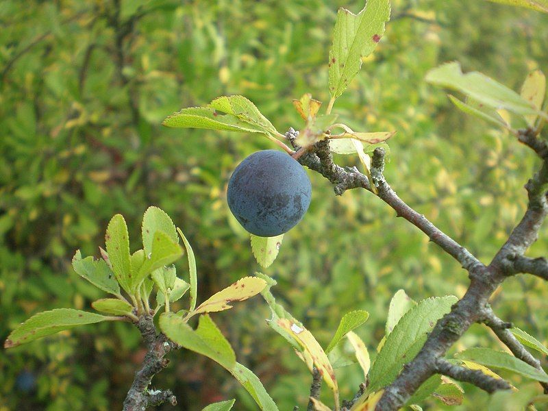 File:Sloe berry.jpg