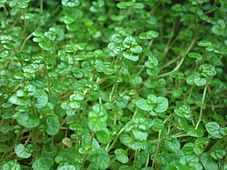 Foliage of Soleirolia soleirolii