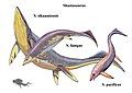 Shastasaurus, Guanlingsaurus, and S. sikanniensis - Would Shastasaurus have been that bendable? There phylogenetic placement would also suggest that dorsal fins are needed