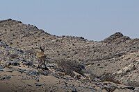 Klipspringer in Sperrgebiet