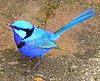 The Splendid Fairywren