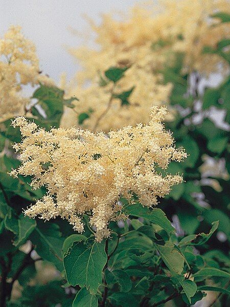 File:Syringa reticulata USDA1.jpg