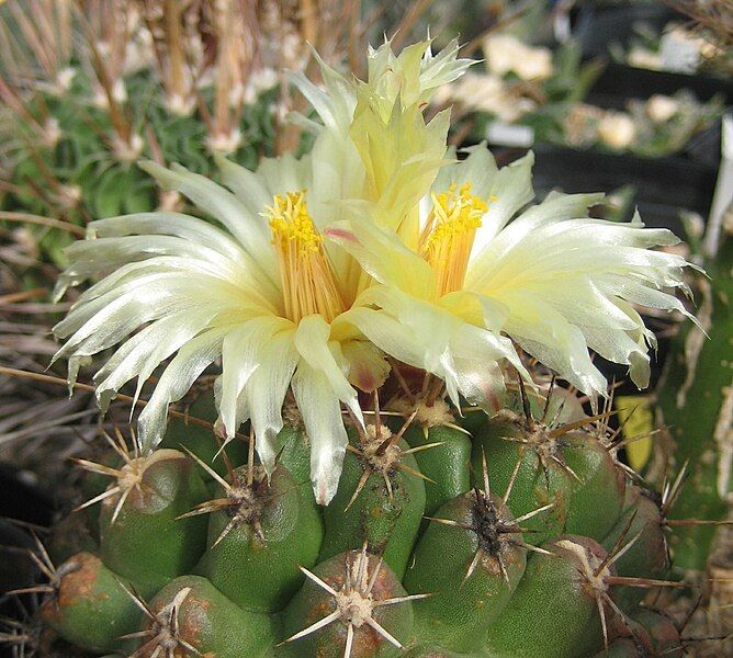 File:Thelocactus leucacanthus 03.jpg