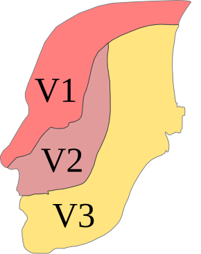 File:Trig innervation.svg