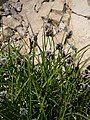 Trisetum spicatum