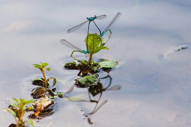 File:Turquoise bluets (19104002473).jpg