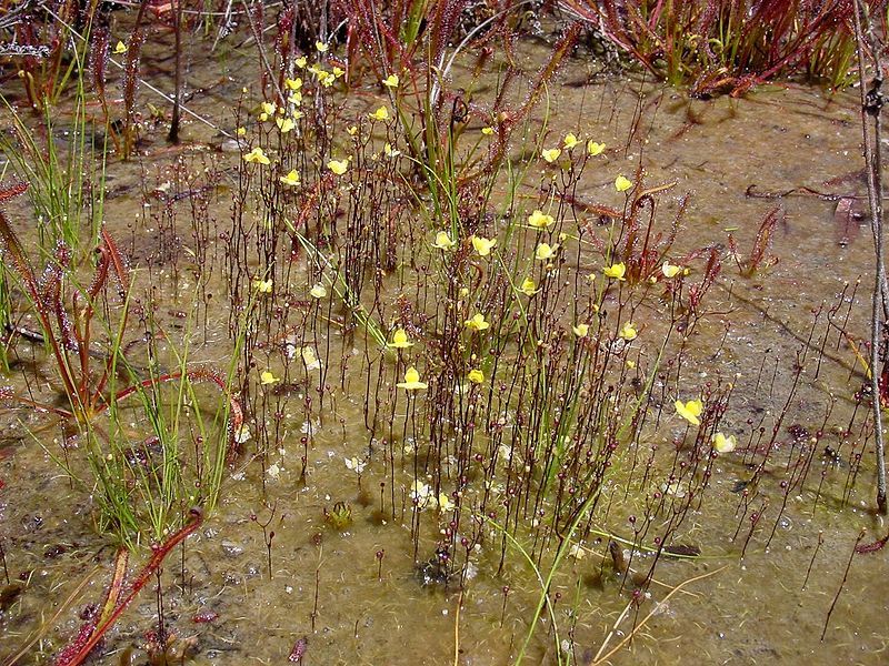 File:Utricularia subulata.jpg