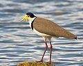 Image 13 Masked Lapwing Photo: JJ Harrison The Masked Lapwing (Vanellus miles, ssp. novaehollandiae shown), also known as the Spur-winged Plover, is a common and conspicuous bird native to northern and eastern Australia, as well as New Zealand. They are most common around the edges of wetlands and in other moist, open environments, but are adaptable and can often be found in surprisingly arid areas. More selected pictures