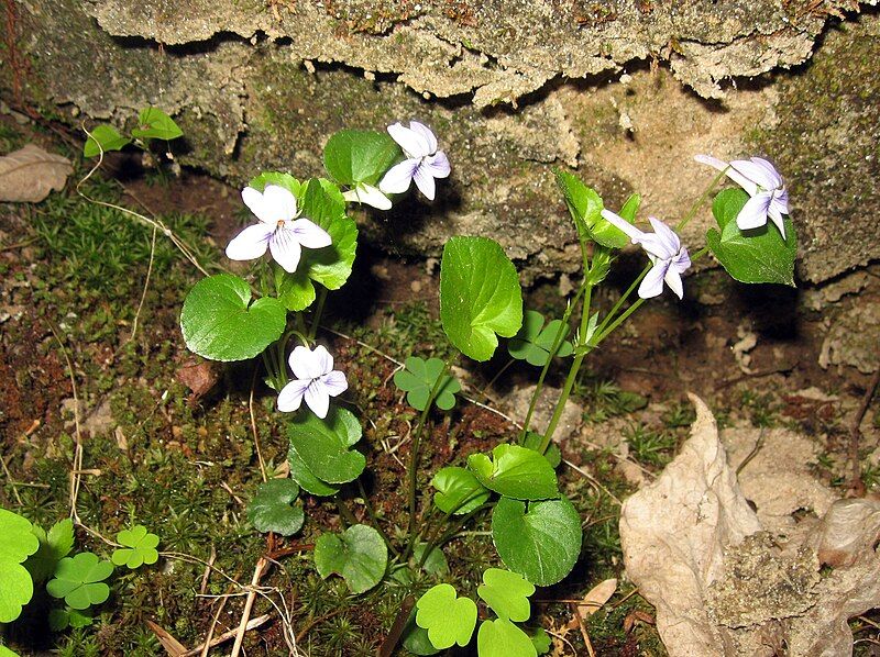 File:Viola rostrata.jpg