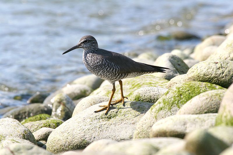 File:Wandering Tattler.jpg