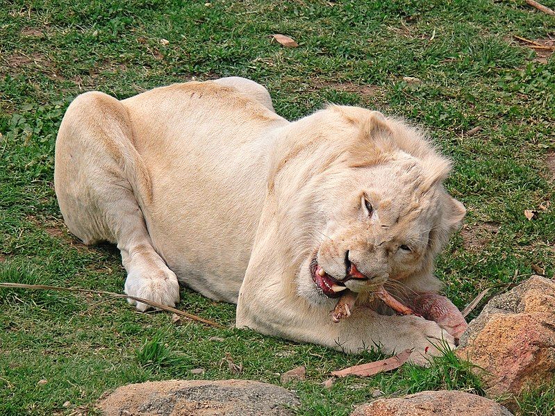 File:White Lion444.jpg