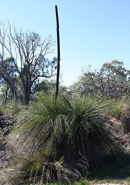 File:Xanthorrhoea preissii.jpg