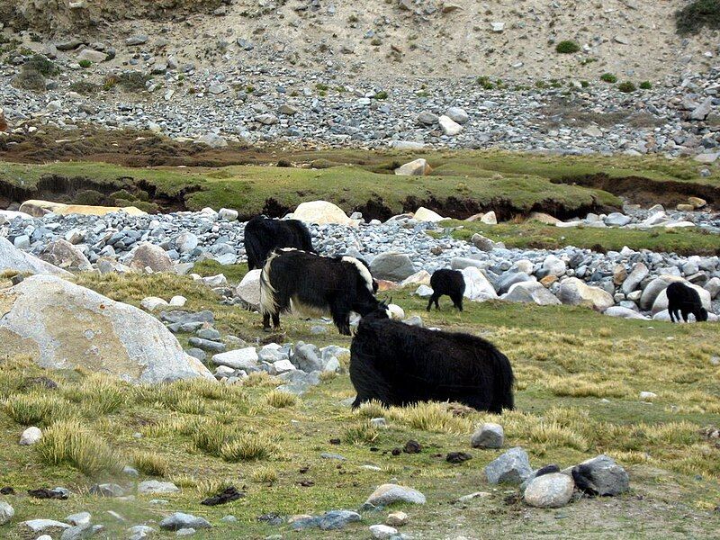 File:Yaks in ladakh.JPG