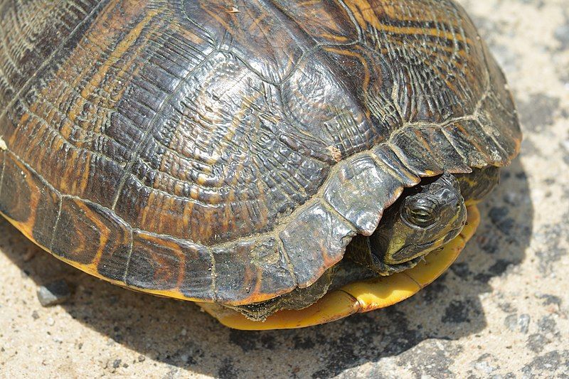 File:Yellow-bellied slider (03).jpg