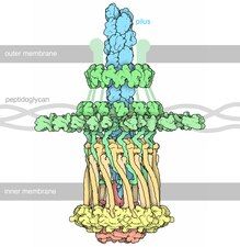 Molecular and Cell Biology