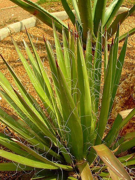 File:Agave filifera01.jpg