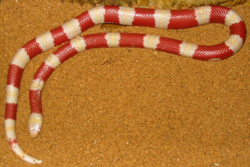 File:Albino Nelsoni.jpg