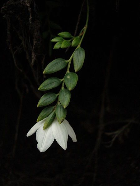 File:Almond Flower (3260590301).jpg