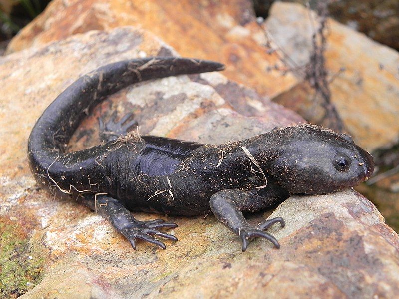 File:Ambystoma rivulare.jpg