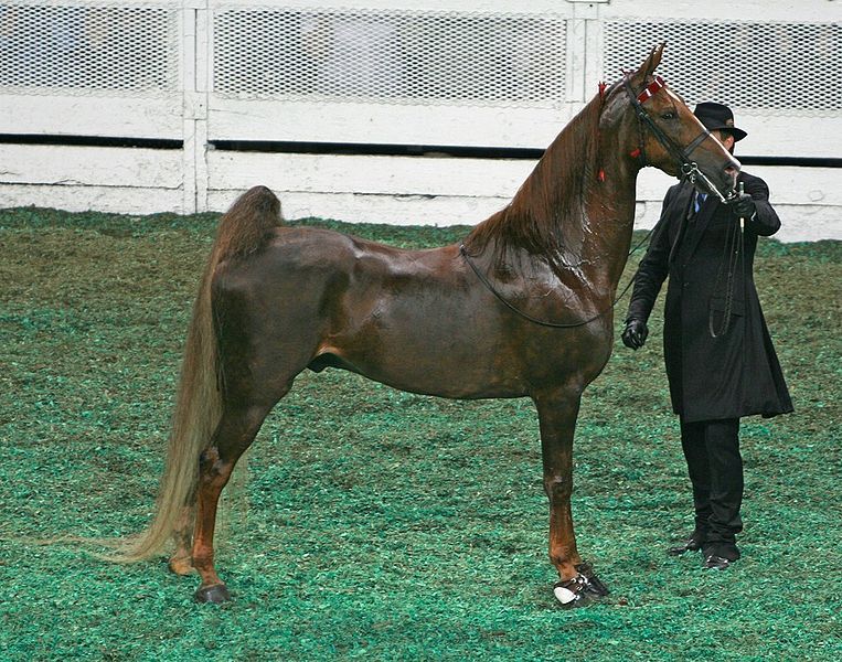 File:American Saddlebred (3007248207).jpg