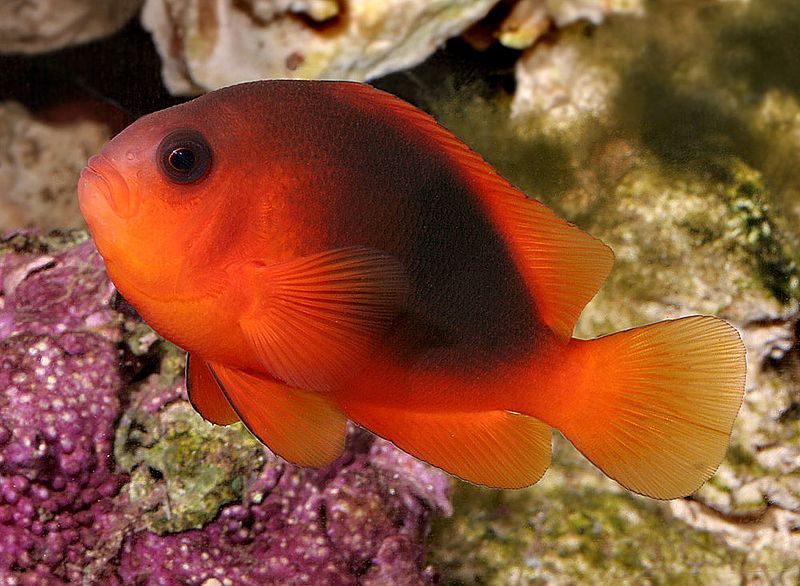 File:Amphiprion ephippium.jpg