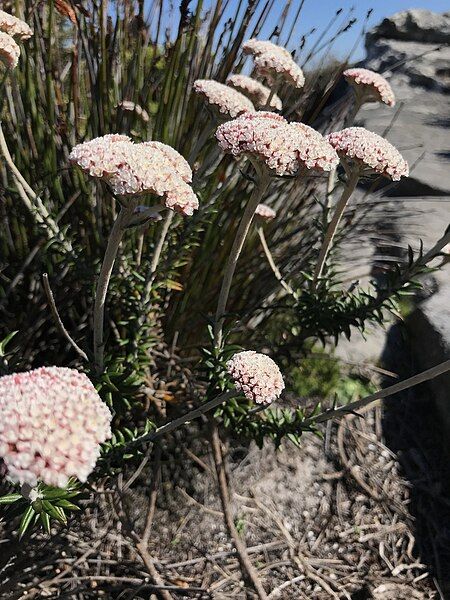 File:Anaxeton arborescens.jpg