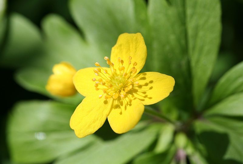 File:Anemone ranunculoides (xndr).jpg