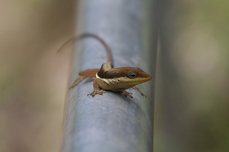 File:Anolis Krugi.jpg