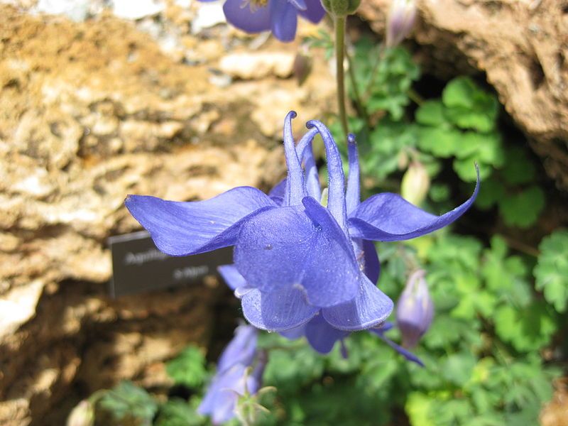 File:Aquilegia bertolonii 02.jpg