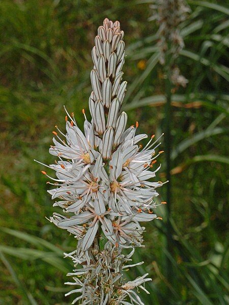 File:Asphodelus macrocarpus (2).jpg