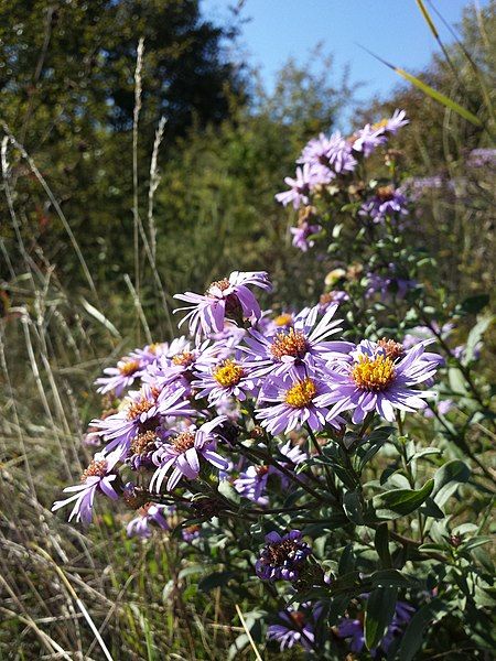 File:Aster amellus sl2.jpg