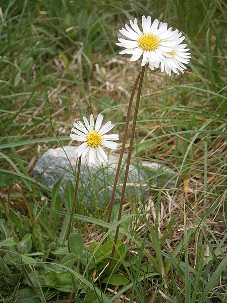 File:Aster bellidiastrum 001.JPG