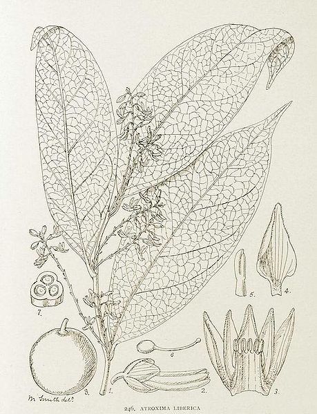 File:Atroxima liberica-1906.jpg