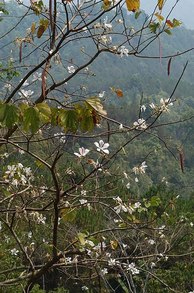 File:Bauhinia variegata1.JPG