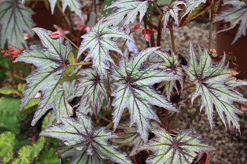 File:Begonia Connee Boswell.jpg