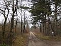 Forêt de Boixe in winter