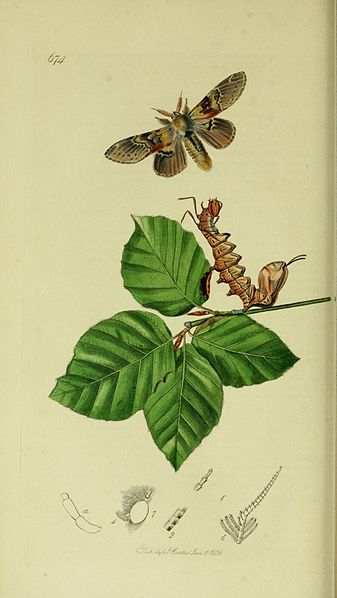 File:Britishentomologyvolume5Plate674.jpg