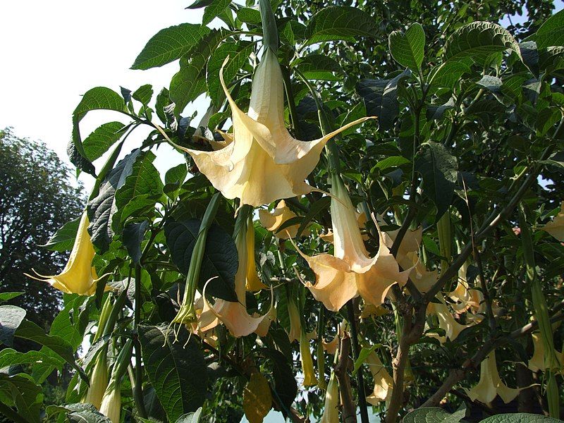 File:Brugmansia aurea Stock.jpg