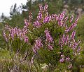 Heather (ling) (Calluna vulgaris)