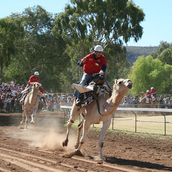 File:CamelRacingCamelCup2009Heat.JPG