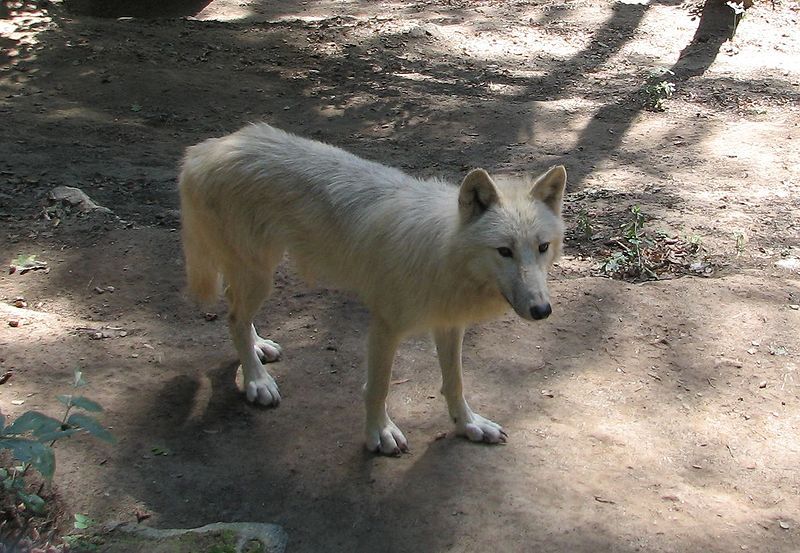 File:Canis.lupus.occidentalis-ZOO.Olomouc3.jpg