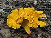 Cantharellus lateritius