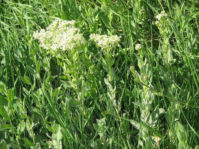 File:Cardaria draba01.jpg