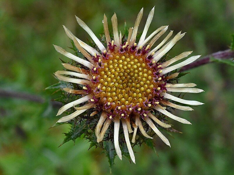 File:Carlina vulgaris kz18.jpg