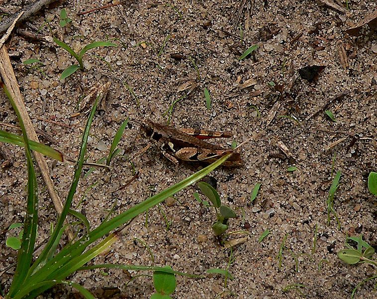 File:Catantops stramineus male.jpg