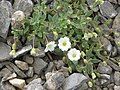 Cerastium alpinum