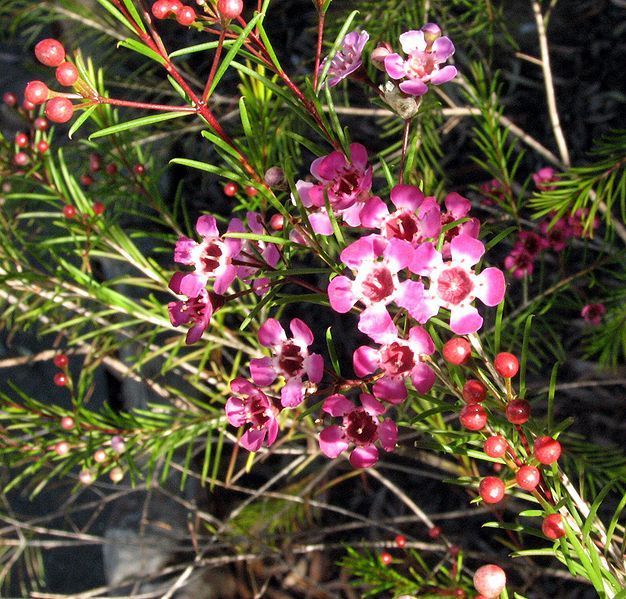 File:Chamelaucium uncinatum3.jpg