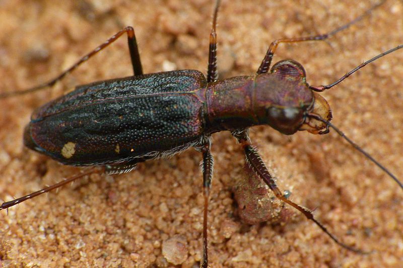 File:Cicindela dasiodes 3.jpg